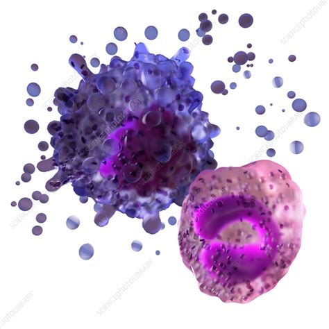 Fragmented megakaryocyte and stem cell, illustration - Stock Image - C056/2954 - Science Photo ...