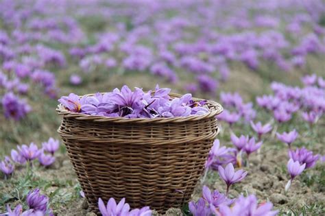 Is Kashmir's red gold fading? Know saffron's 2,500-year-old journey