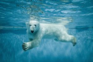 Quiz: Which Animals Can Swim? - Waterscapes Pools & Spas