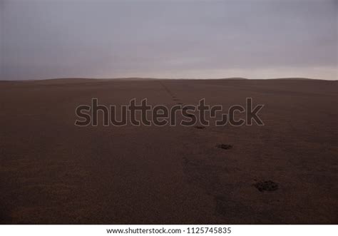 Closeup Striped Hyena Paw Prints Namib Stock Photo (Edit Now) 1125745835