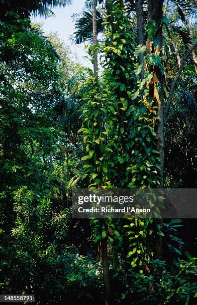 50 Darwin Botanic Gardens Stock Photos, High-Res Pictures, and Images - Getty Images