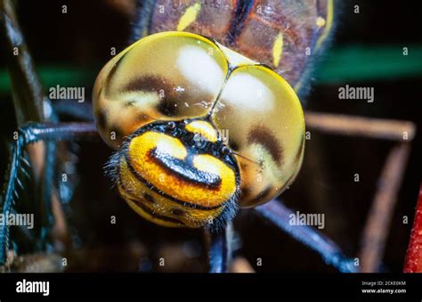 Compound eyes on a dragonfly Stock Photo - Alamy