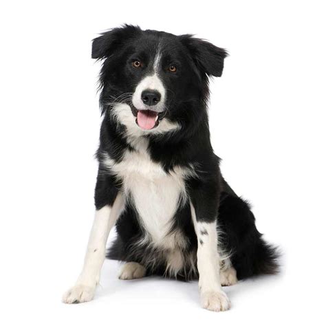 Border Collie Dog Breed » Information, Pictures, & More