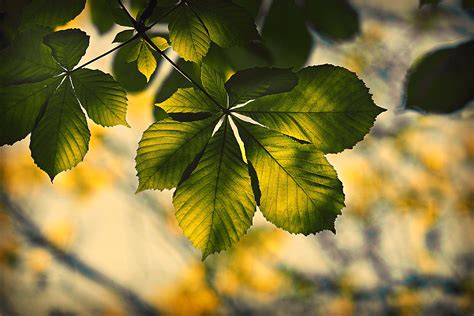 Leaf Hd Wallpaper 4k