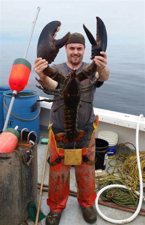 This Lobster Weighs More Than Your Girlfriend’s Chihuahua, Is King Of ...