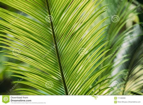 Green Leaves of Cycas Revoluta in Botanical Garden Stock Photo - Image of revoluta, fresh: 111480088