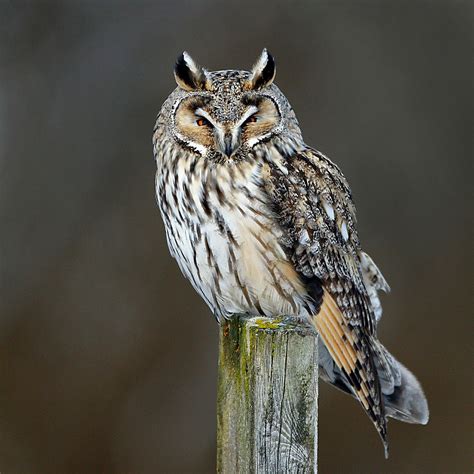 In Awe of Owls - Iceland Monitor