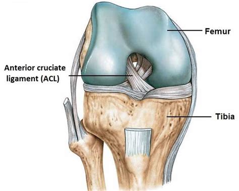 Anterior cruciate ligament injury (ACL) - Hip and Knee clinic