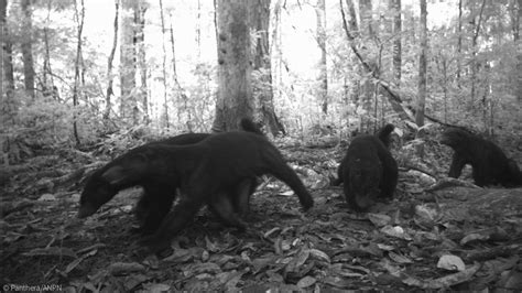 Black honey badgers spotted in Gabon - Africa Geographic