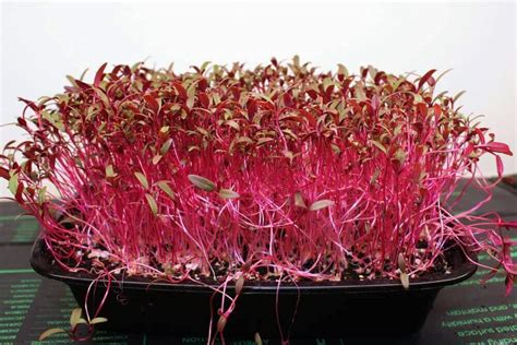 Growing Amaranth Microgreens – An Easy Alternative Method - Home Microgreens