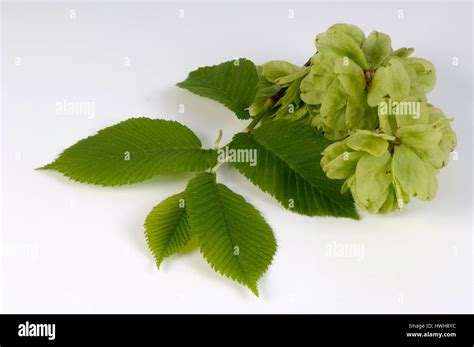 Dutch Elm, leaves and blossom, Ulmus minor, field elm, sheets and blossom, Ulmus minor elm ...