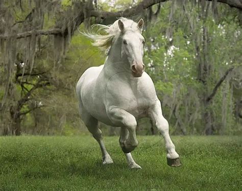 American Cream Draft Horse | Horses, Draft horses, Beautiful horses