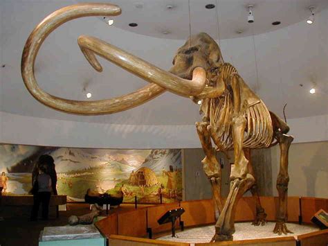 A State Fossil For S. Carolina Faces Mammoth Obstacle : The Two-Way : NPR