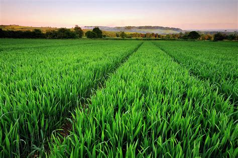 Spring Crops Derbyshire Photograph By A World Of Natural Diversity By ...