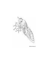 Giant Cicada coloring Page  Download Free sketch template