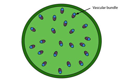 Monocot Stem Diagram