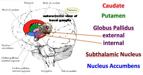 CH 11 - Basal Ganglia, Cerebellum, and Movement Flashcards | Quizlet