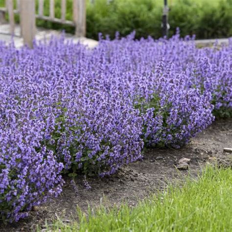 Nepeta - Cat's Pajamas Catmint - Sugar Creek Gardens