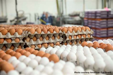 USDA modernizes egg products inspection methods - Texas Farm Bureau