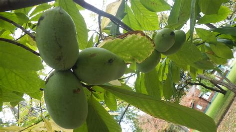 Pawpaw Varieties - General Fruit Growing - Growing Fruit