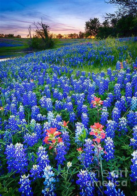 Texas Bluebonnet Field | Texas bluebonnets, Beautiful nature, Beautiful ...