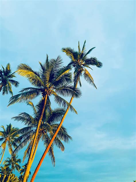 HD wallpaper: coconut trees under blue sky during daytime, summer, arecaceae | Wallpaper Flare