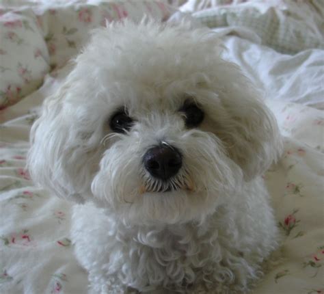 My beloved Bichon, Emma. Productos especializados para el bichon maltes. #bichonmaltes #maltese ...