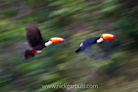 Toco Toucans in flight, Pantanal | Nick Garbutt