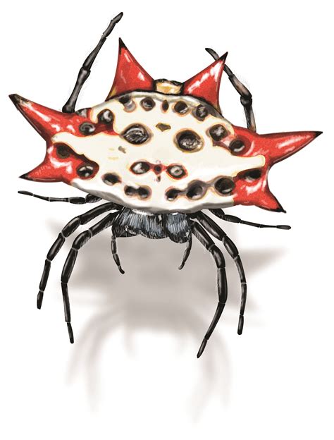 What Do Spinybacked Orb Weaver Spiders Look Like? | Orkin