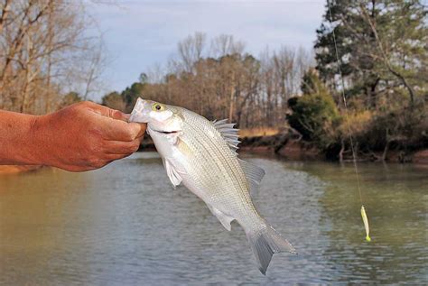 Tips and Tricks for White Bass Fishing | Great Days Outdoors