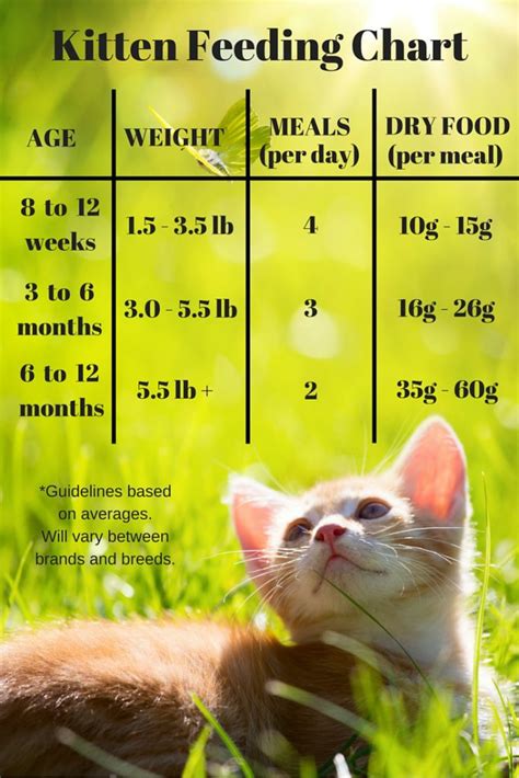 Kitten Weight Chart By Month