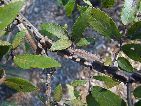 Winged Elm - Ulmus alata - North American Insects & Spiders