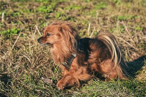 Papillon: Dog breed characteristics & care