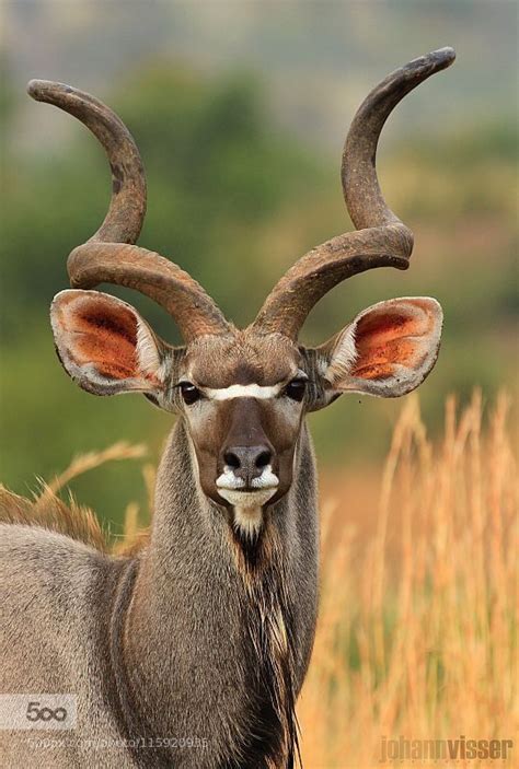 Young Kudu Bull by WILDVISION | Animals, Rare animals, Animal photography