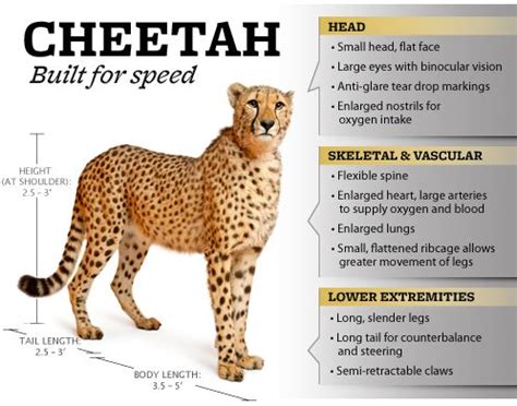 What Makes a Cheetah So Fast? - Thomson Safaris | Cheetah, Animals, Cheetahs