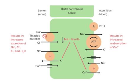 Ceiling Effect Of Thiazide Diuretics | Shelly Lighting