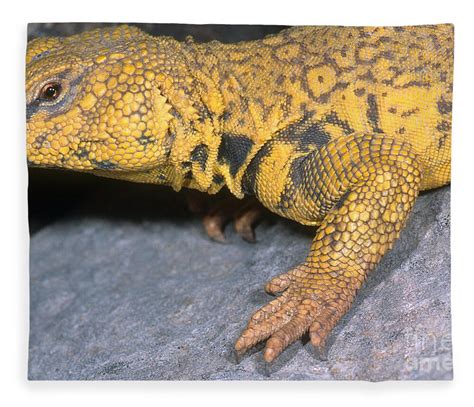 Uromastyx Colors Clearance Online | espace-trail-du-couserans.com