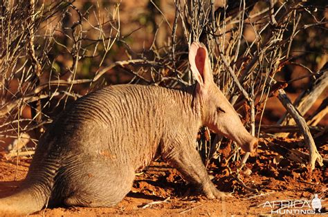 Wildlife Pictures Namibia | AfricaHunting.com