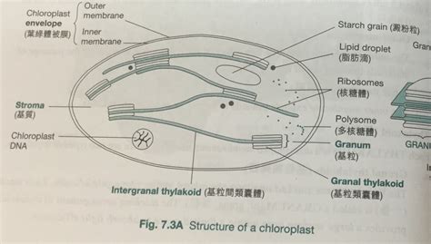 Chloroplast Diagram | Quizlet