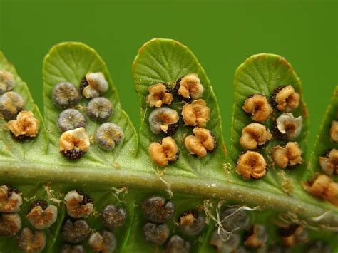 Dryopteris cambrensis - Narrow Scaly Male Fern (Fern Images)