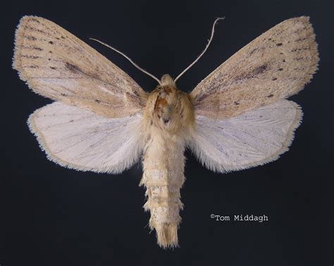 Family Noctuidae (Owlet Moths, Miller Moths) | Butterflies and Moths of ...