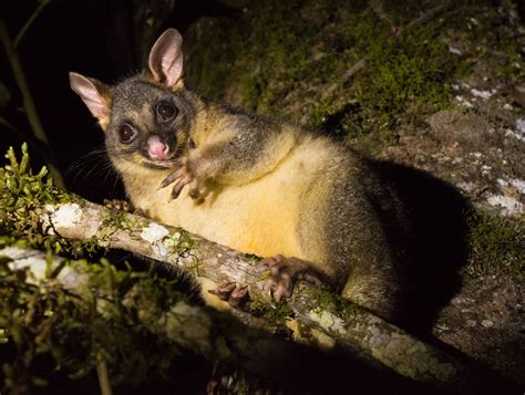 Far North Queensland, Wildlife & Conservation Safari - Australian ...