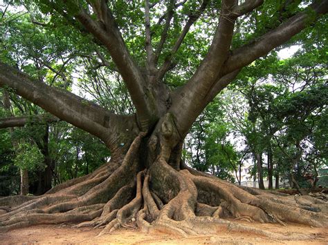 Kapok Tree [Ceiba pentandra] is a tropical tree of the order Malvales and the family Malvaceae ...