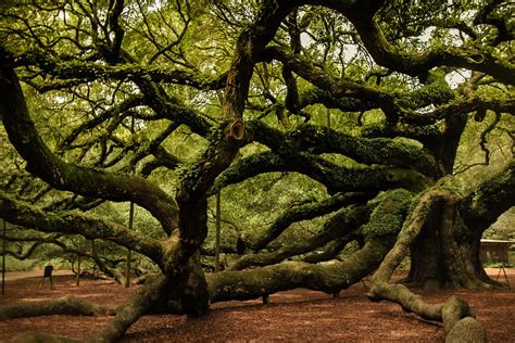 Angel Oak Photograph by Susan Harris - Fine Art America