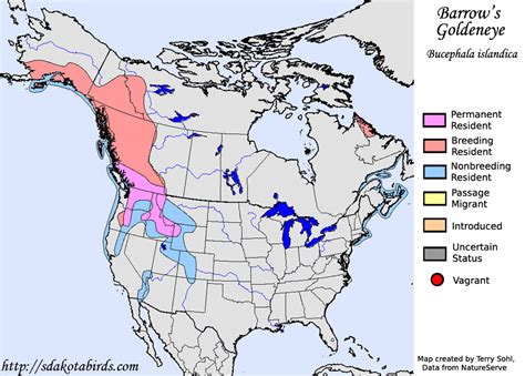 Barrow's Goldeneye - Species Range Map