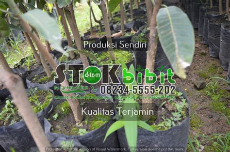 Ki hujan atau Trembesi pohon trembesi besar - bibit mangga di majalengka