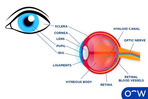 Eye: Definition, How does it Work, Anatomy, and Functions