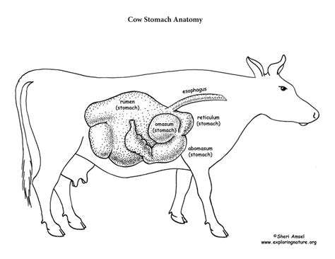 Cow Digestive Tract