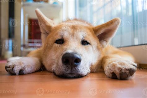 Shiba-Inu is about to sleep 840820 Stock Photo at Vecteezy