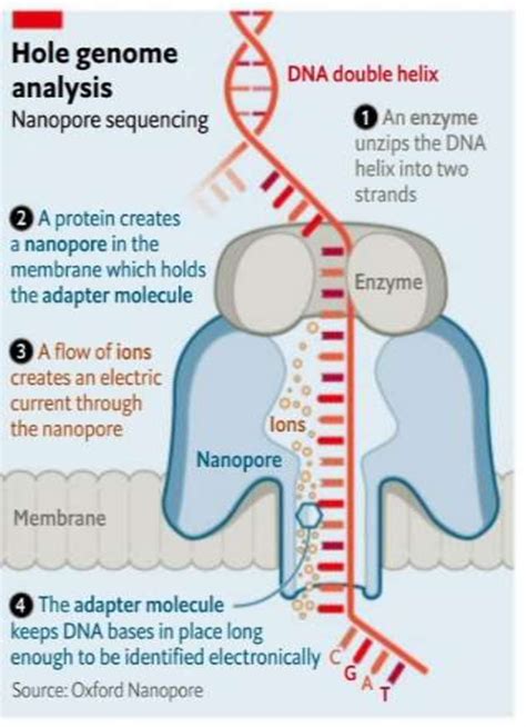 Nanopore sequencing | Download Scientific Diagram